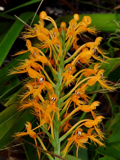 {Platanthera chapmanii}